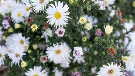 小雏菊清新淡雅图片