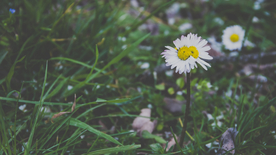 小雏菊清新淡雅图片