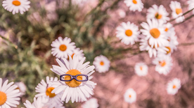 小雏菊清新淡雅图片
