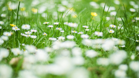 小雏菊清新淡雅图片