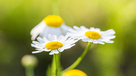 小雏菊清新淡雅图片