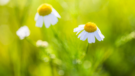小雏菊清新淡雅图片