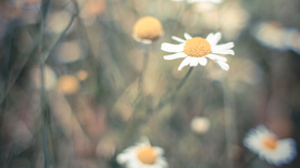 小雏菊清新淡雅图片