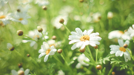 小雏菊清新淡雅图片