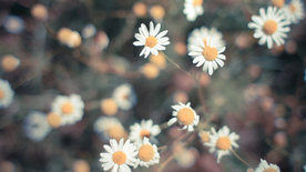 小雏菊清新淡雅图片