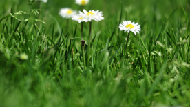 小雏菊清新淡雅图片