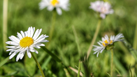 小雏菊清新淡雅图片