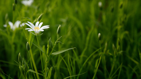 小雏菊清新淡雅图片