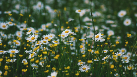 小雏菊清新淡雅图片