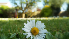 非洲菊端庄美丽图片