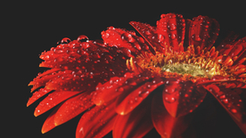 非洲菊端庄美丽图片