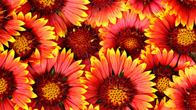 非洲菊端庄美丽图片