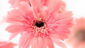 非洲菊端庄美丽图片