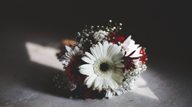 非洲菊端庄美丽图片