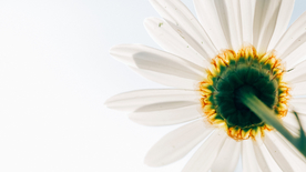 非洲菊端庄美丽图片