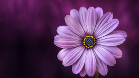 非洲菊端庄美丽图片