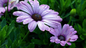 非洲菊端庄美丽图片