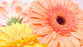 非洲菊端庄美丽图片