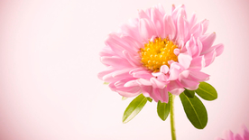 非洲菊端庄美丽图片