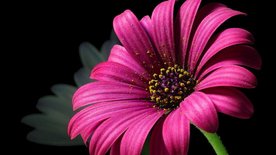 非洲菊端庄美丽图片