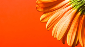 非洲菊端庄美丽图片