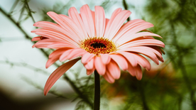 非洲菊端庄美丽图片