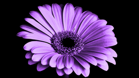 非洲菊端庄美丽图片