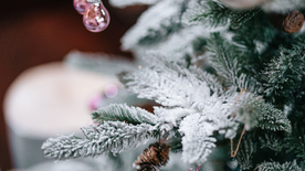 冰雪覆盖的植物图片