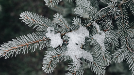 冰雪覆盖的植物图片