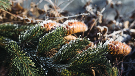 冰雪覆盖的植物图片