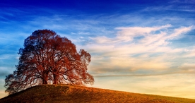 一棵树唯美意境图片