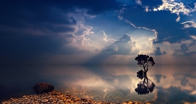 一棵树唯美意境图片