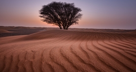 一棵树唯美意境图