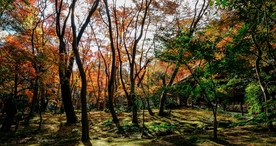 树林森林丛林树木图片