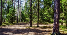 树林森林丛林树木图片