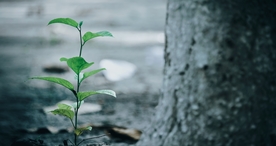 树林森林丛林树木图片