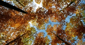 树林森林丛林树木图片