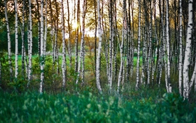 树林森林丛林树木图片