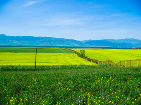 油菜花蓝天菜籽花图片