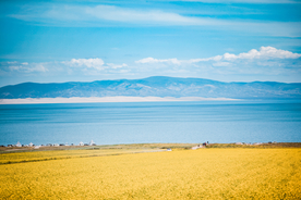 油菜花蓝天菜籽花图片