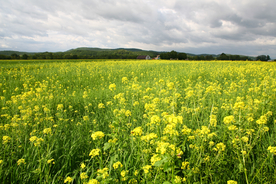 油菜花蓝天菜籽花图片