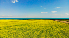 油菜花蓝天菜籽花图片