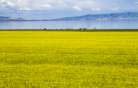 油菜花蓝天菜籽花图片