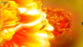 牡丹高清视频素材