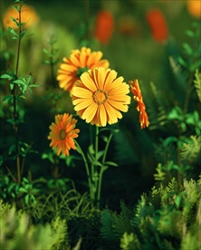 C4D特效设计图案