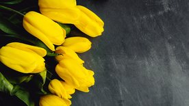 郁金香唯美图片