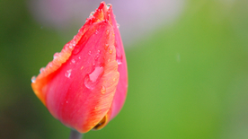 郁金香唯美图片