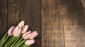 郁金香唯美图片