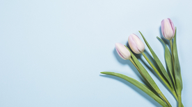 郁金香唯美图片