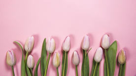 郁金香唯美图片